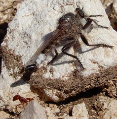 Efferia mortensoni