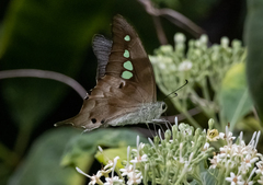 Graphium empedovana