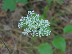 Chrysidoidea