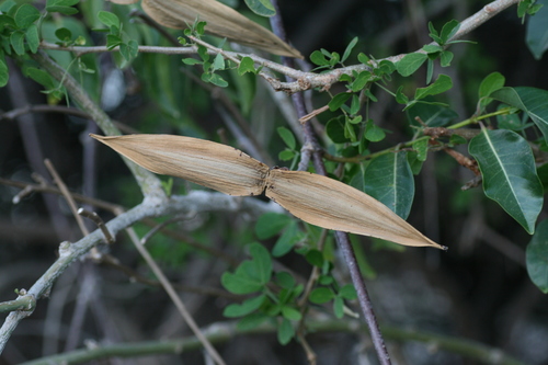 Cryptostegia grandiflora