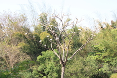 Threskiornis melanocephalus