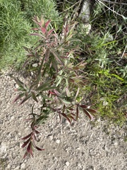Epilobium canum