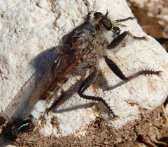 Efferia mortensoni