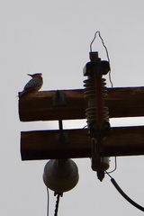 Melanerpes uropygialis