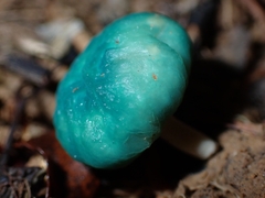 Leratiomyces atrovirens