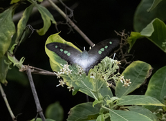 Graphium empedovana