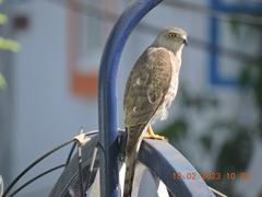 Accipiter badius