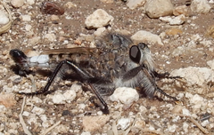 Efferia mortensoni
