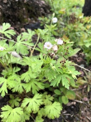Geranium bicknellii
