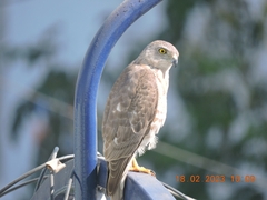 Accipiter badius