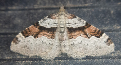 Xanthorhoe labradorensis