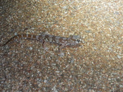 Pachydactylus latirostris