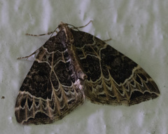 Ecliptopera silaceata