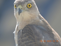 Accipiter badius