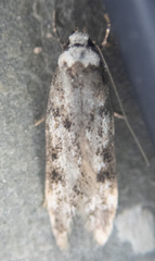 Endrosis sarcitrella