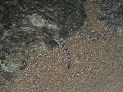 Pachydactylus latirostris