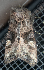 Euplexia benesimilis
