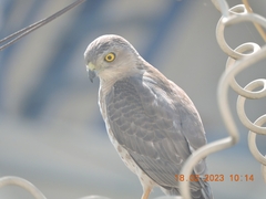 Accipiter badius