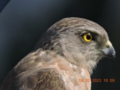 Accipiter badius