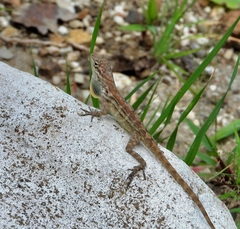 Anolis lineatus