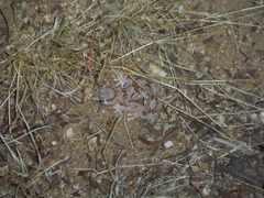 Pachydactylus latirostris