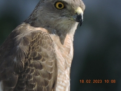 Accipiter badius