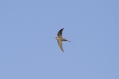 Cypsiurus parvus