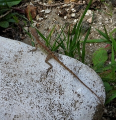 Anolis lineatus