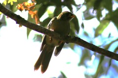 Manorina melanophrys