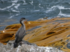 Phalacrocorax punctatus