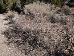 Symphoricarpos longiflorus