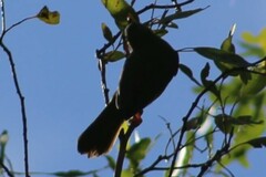 Manorina melanophrys