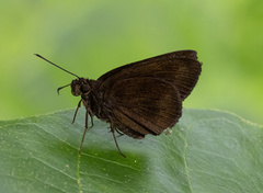 Ancistroides nigrita