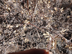 Symphoricarpos longiflorus