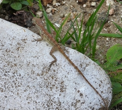 Anolis lineatus