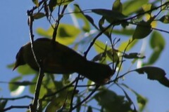 Manorina melanophrys