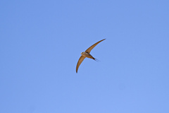 Cypsiurus parvus
