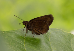 Ancistroides nigrita