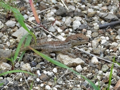 Anolis lineatus