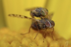 Dioxyna picciola