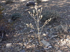 Frasera albomarginata