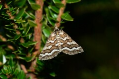 Melitulias discophora