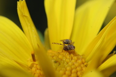 Dioxyna picciola