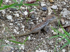 Anolis lineatus