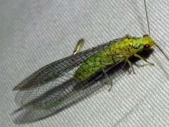 Italochrysa insignis