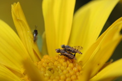 Dioxyna picciola