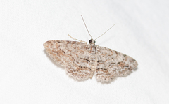 Didymoctenia exsuperata