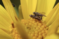 Dioxyna picciola