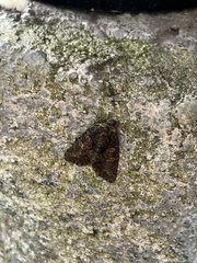 Chytonix variegata