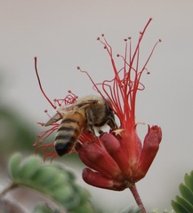 Apis mellifera
